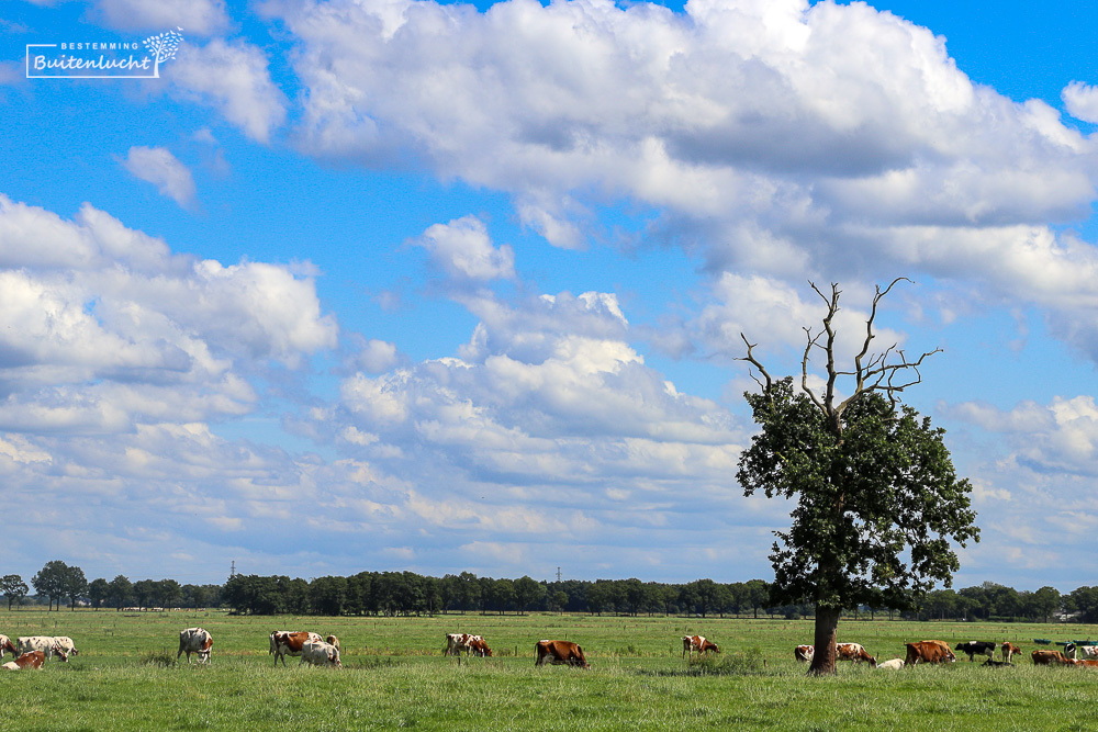 Platteland bij Roden