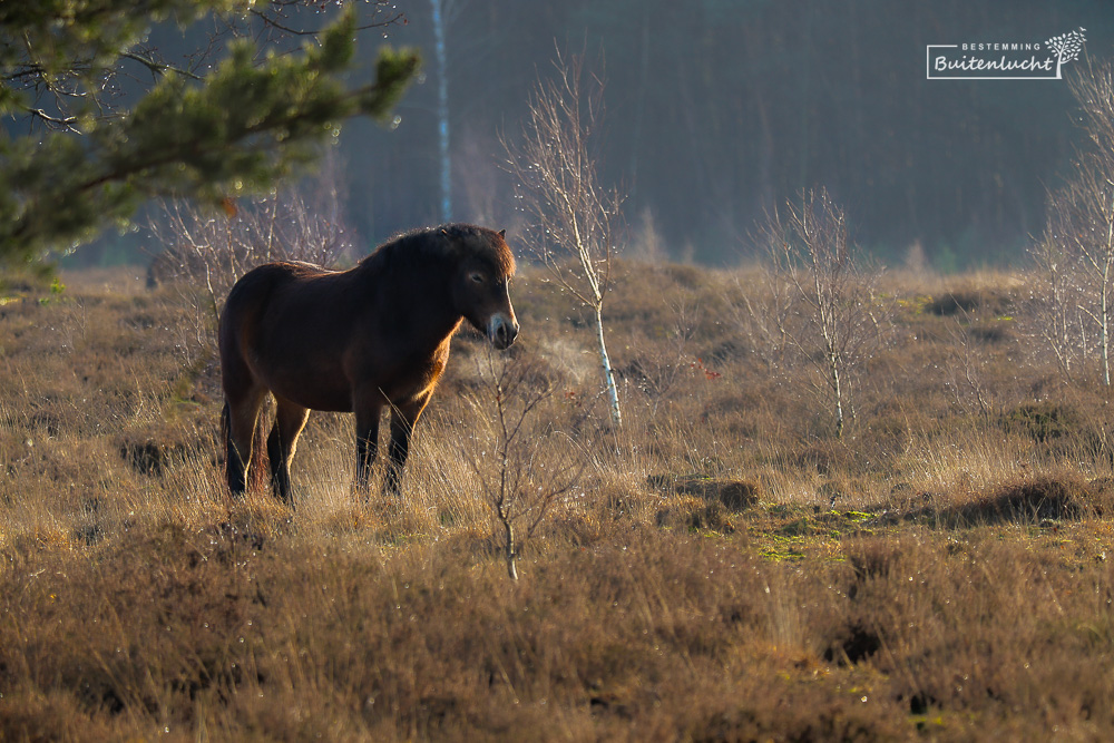 Exmoorpony