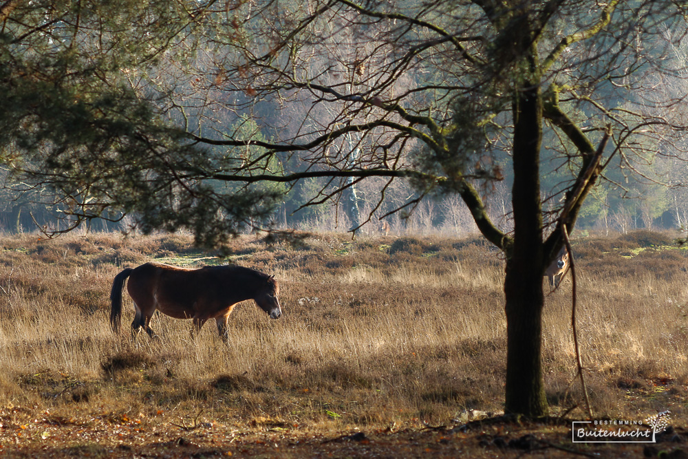 Exmoorpony in de Maashorst