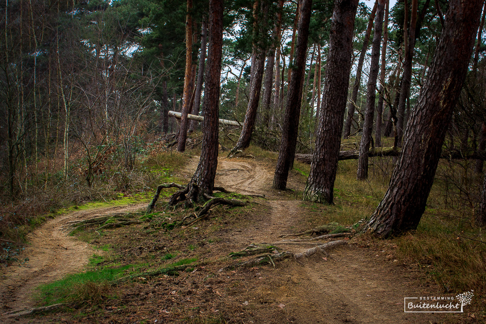 Wandelroute over kronkelpaadjes in de Beegderheide