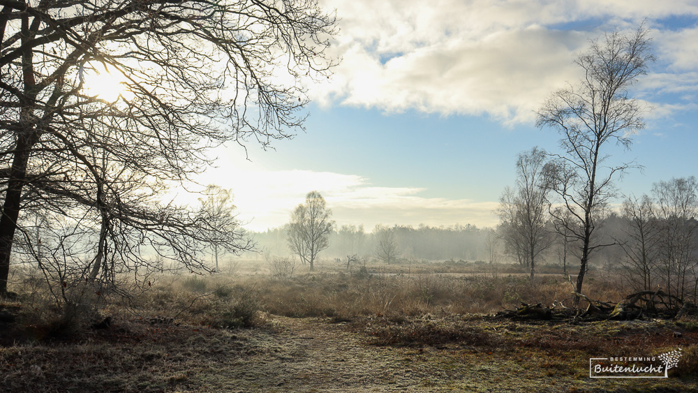 Heide in het Bolenpark in Heesch