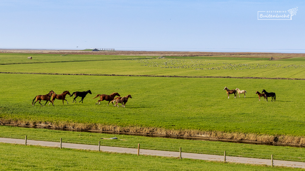 Buitendijkse paarden 