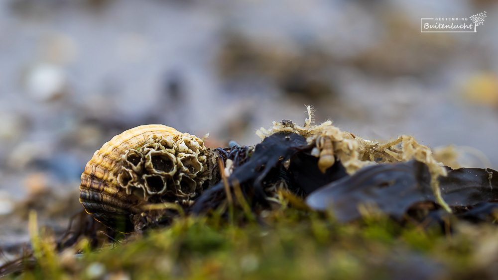 schelpen uit de Waddenzee