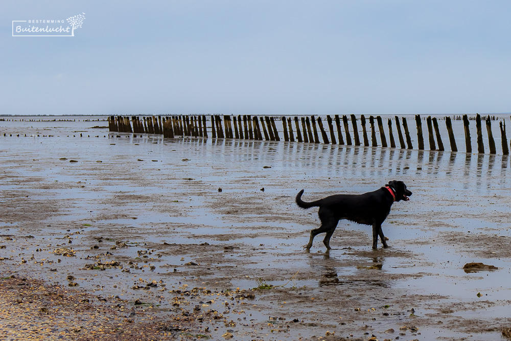 Wandelen langs het strand tussen Paesens-Moddergat en Wierum