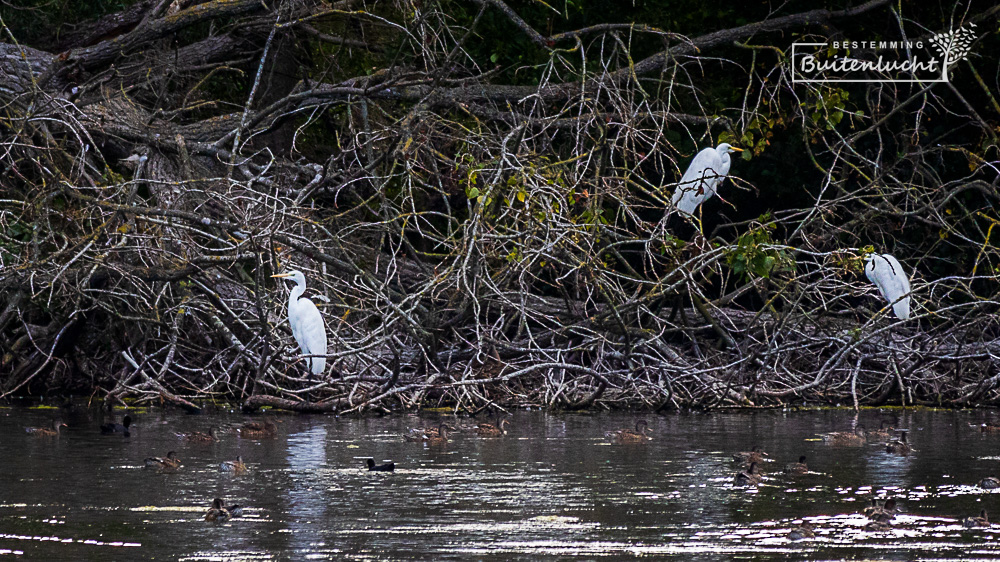 Zilverreigers in de tichelgaten