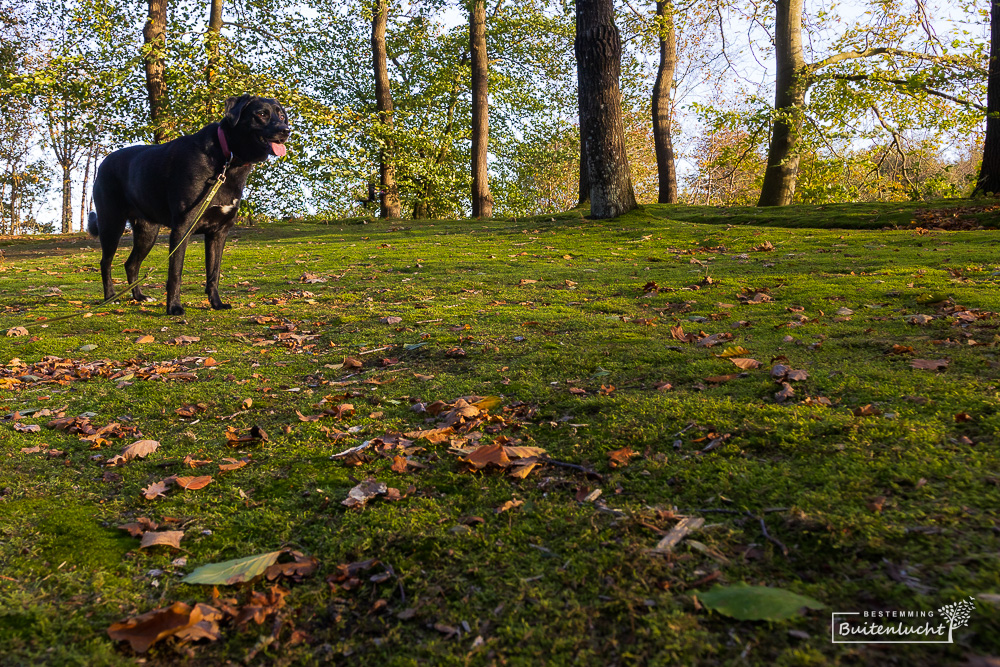 wandelen met de hond door Oenkerk