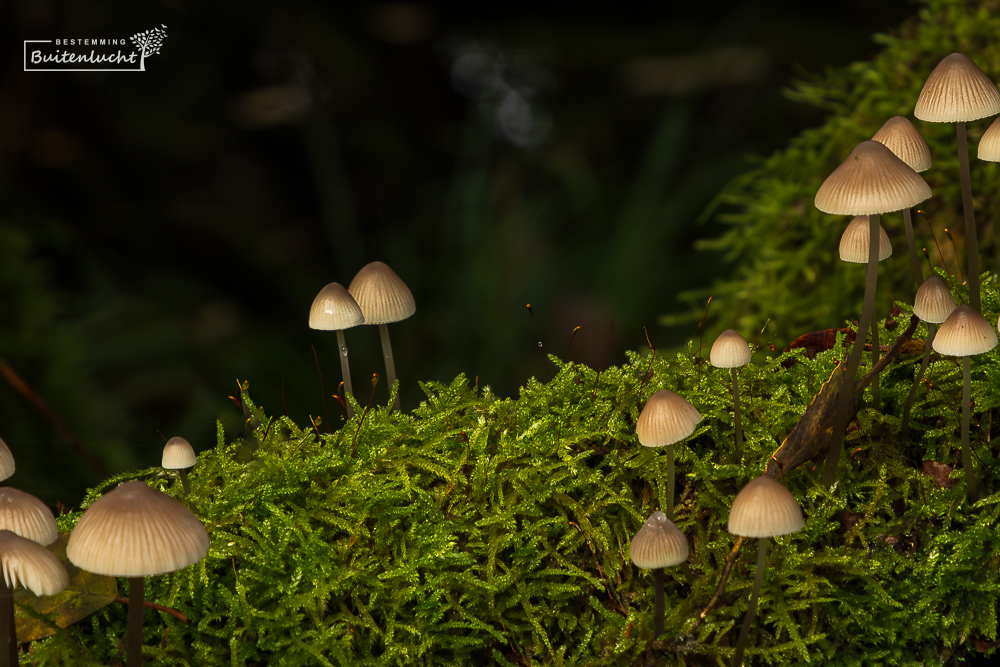 Paddestoelen in de Moerputten