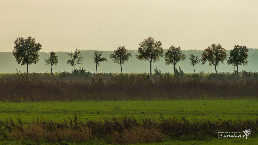 Bomenrij bij de Moerputten