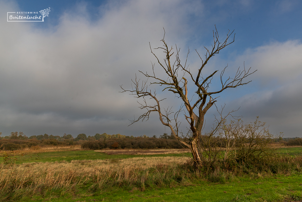 Dode boom bij de Bruggenroute bij Den Bosch